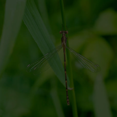 Slender Spreadwing