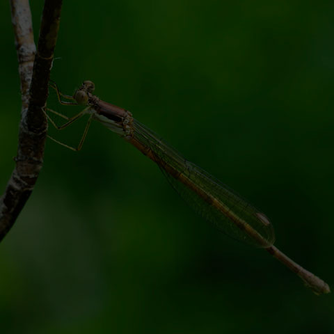 Slender Spreadwing