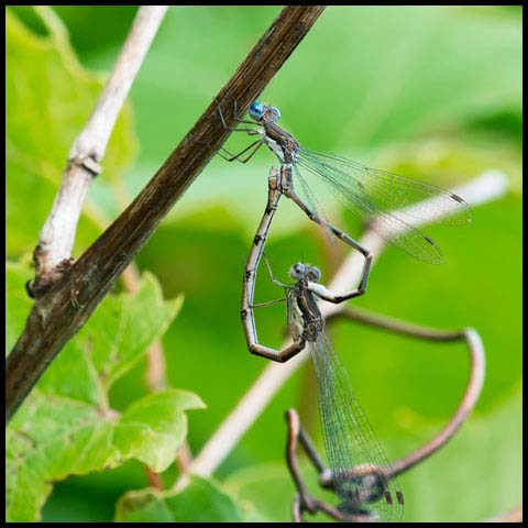 Spotted Spreadwing