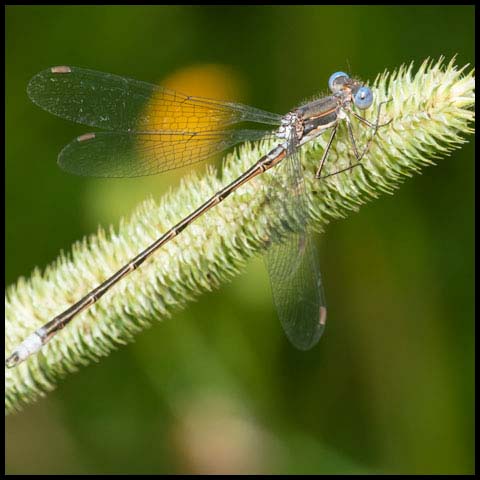 Spotted Spreadwing