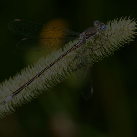 Spotted Spreadwing