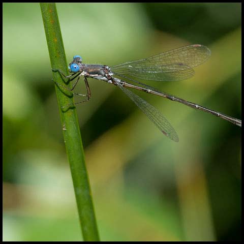 Spotted Spreadwing