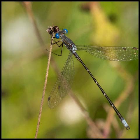 Spotted Spreadwing