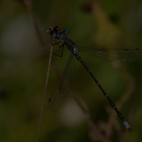 Spotted Spreadwing