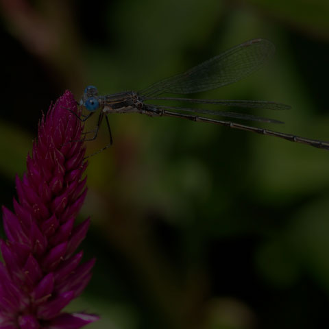 Spotted Spreadwing