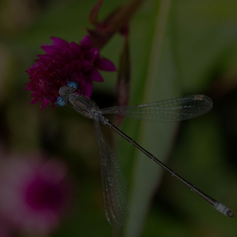 Spotted Spreadwing