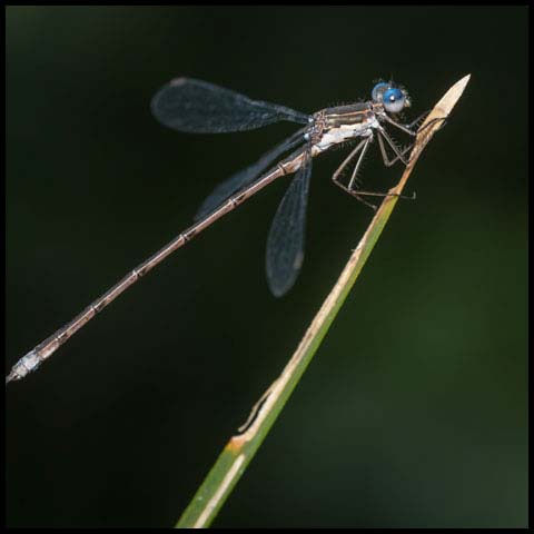 Spotted Spreadwing