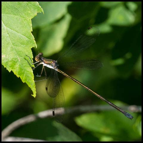 Swamp Spreadwing