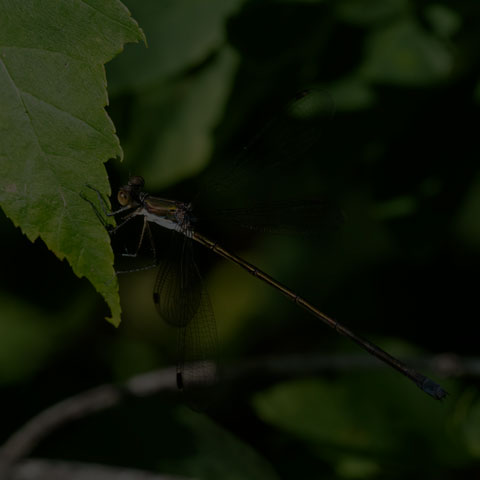 Swamp Spreadwing