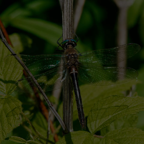 American Emerald