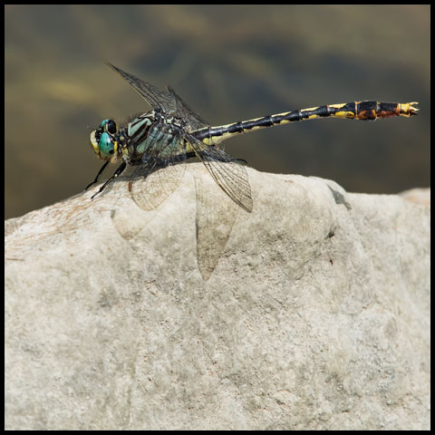 Baskettail & Clubtail Dragonflies