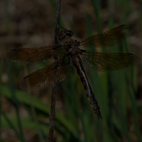 Beaverpond Baskettail