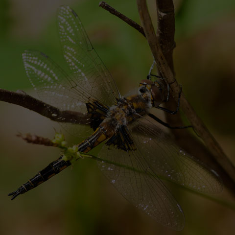 Common Baskettail