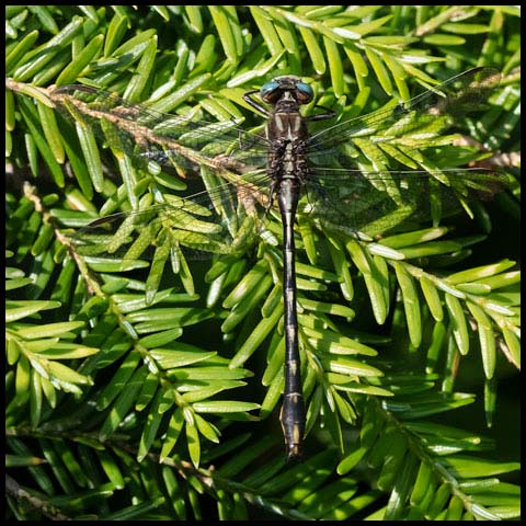 Lancet Clubtail