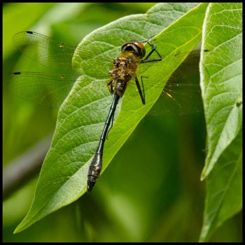 Racket-tailed Emerald