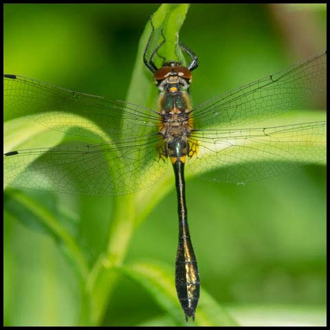 Racket-tailed Emerald