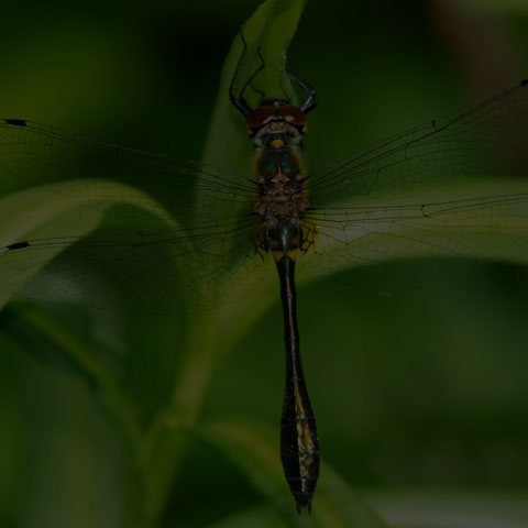 Racket-tailed Emerald