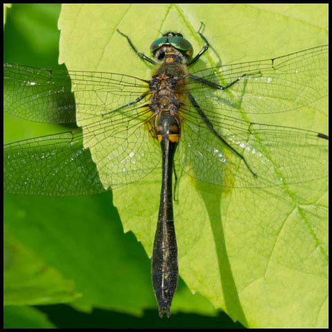 Racket-tailed Emerald