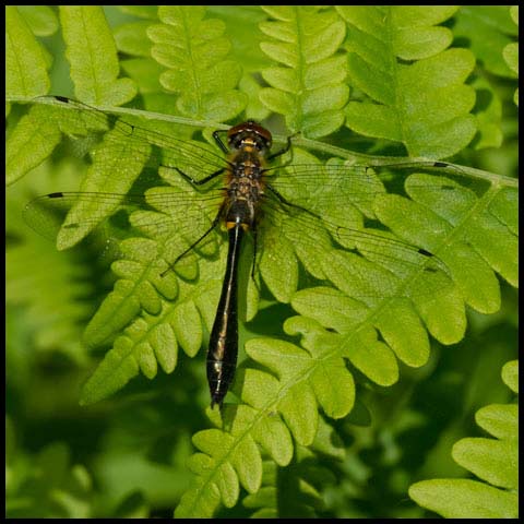 Racket-tailed Emerald