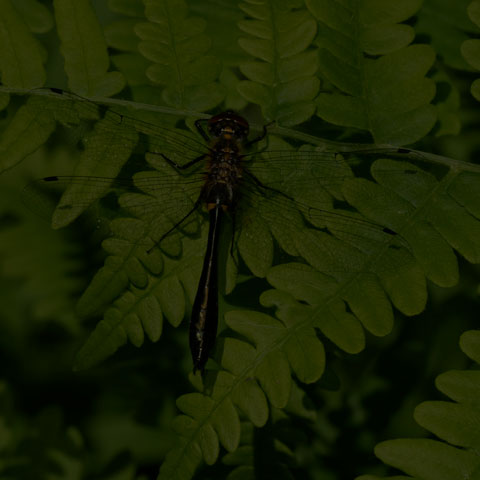 Racket-tailed Emerald