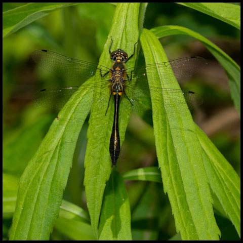 Racket-tailed Emerald