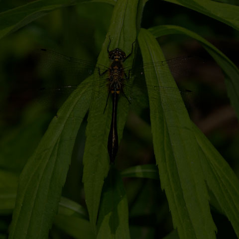 Racket-tailed Emerald