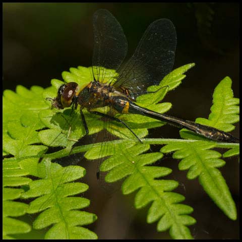 Racket-tailed Emerald