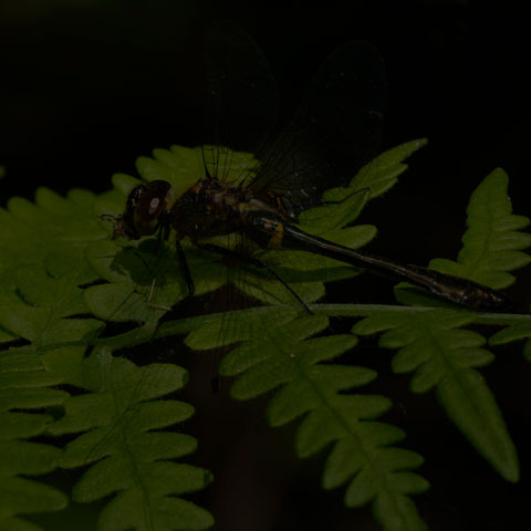 Racket-tailed Emerald