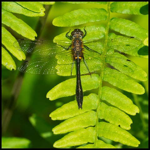 Racket-tailed Emerald