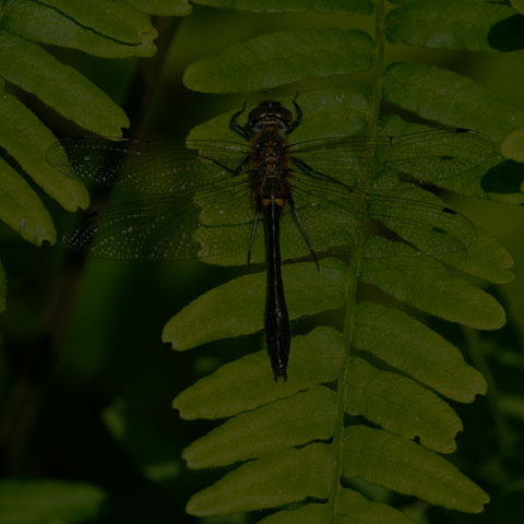 Racket-tailed Emerald