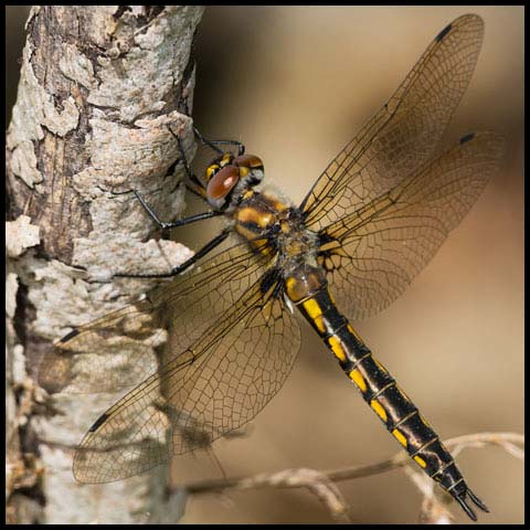 Spiny Baskettail