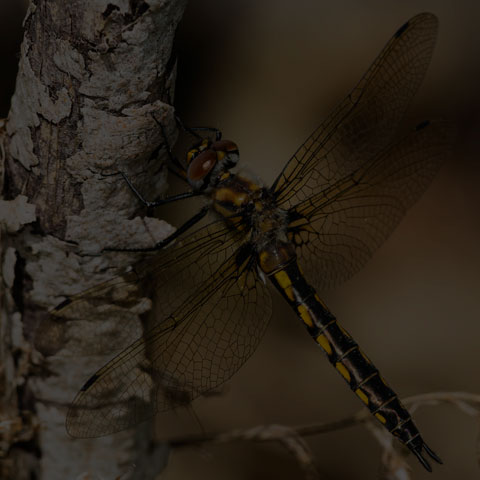 Spiny Baskettail