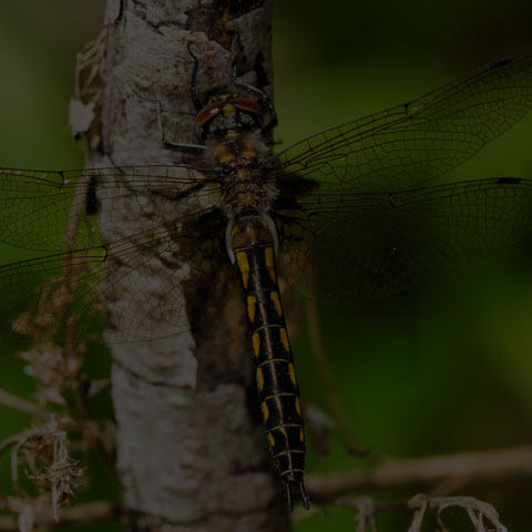 Spiny Baskettail