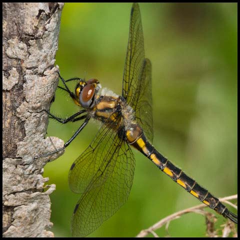 Spiny Baskettail