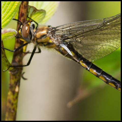 Spiny Baskettail