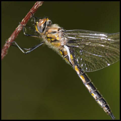 Spiny Baskettail