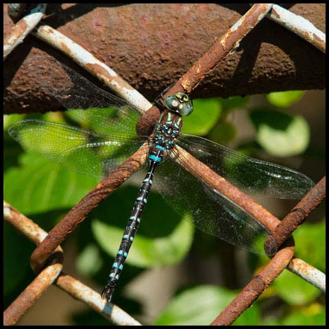 Black-tipped Darner