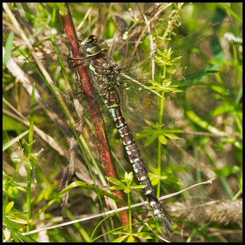 Canada Darner