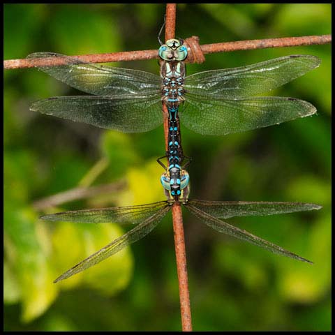 Lance-tipped Darner