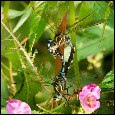 Lance-tipped Darner