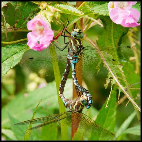 Lance-tipped Darner