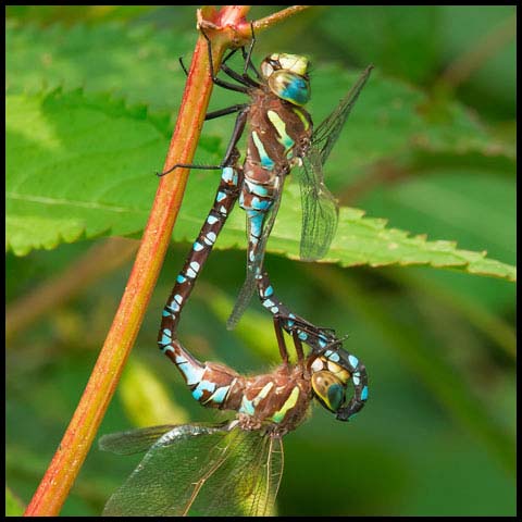 Lance-tipped Darner