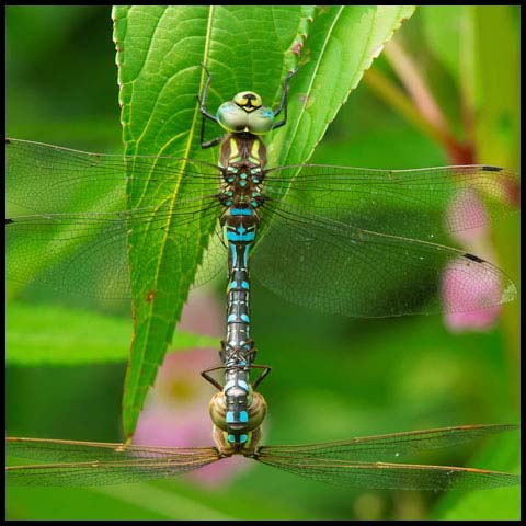 Lance-tipped Darner