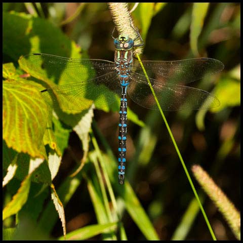 Lance-tipped Darner