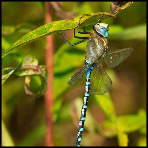 Lance-tipped Darner