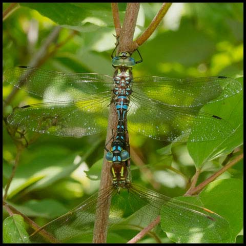 Lance-tipped Darner