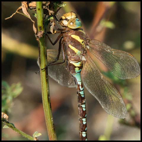 Lance-tipped Darner