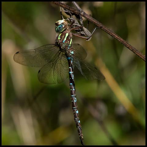 Shadow Darner