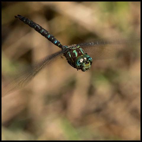 Shadow Darner