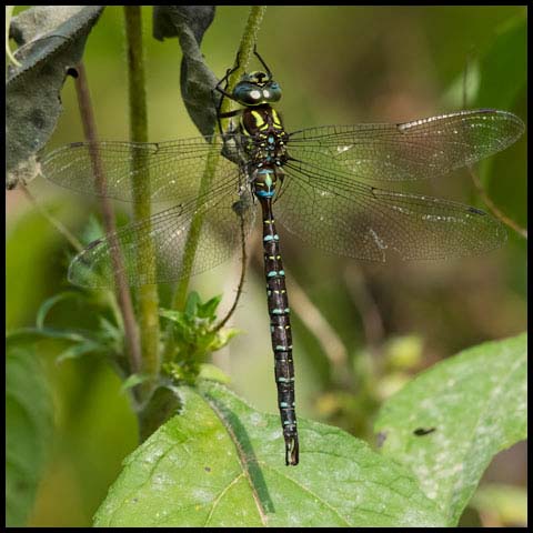 Shadow Darner